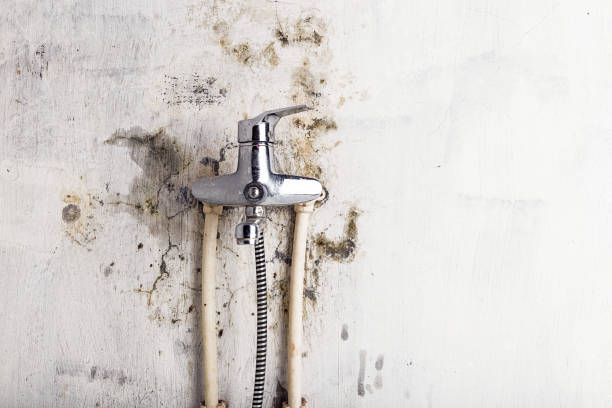 Best Black Mold Removal  in Hometown, PA