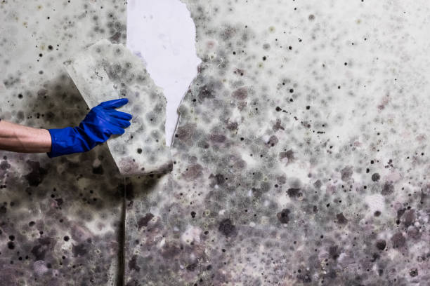 Best Commercial Mold Removal  in Hometown, PA